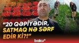 "Çiyələkləri yığıb tökmüşəm oraya" | Fermerlərin aylarla çəkdiyi zəhmət niyə hədər getdi? - Baku TV
