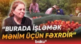 Zəngilanda meyvə bağlarında nektarin yığımı davam edir - Baku TV