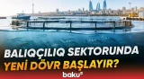 Milli Məclis balıqçılıq və akvokultura haqqında qanun layihəsini təsdiqləyib - Baku TV
