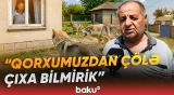 Bərdədə canavarların kəndə hücumu sakinlər arasında ciddi təşviş yaradıb - Baku TV