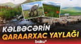 Ata-baba yurdlarda hansı ənənələr yaşadılır? - Baku TV