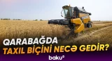 Taxıl biçininin yavaş-yavaş yekunlaşdığı dövrdə sahələrdə vəziyyət necədir? - Baku TV
