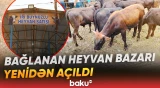 Sabirabad heyvan satışı bazarı yenidən alıcı və satıcıların xidmətindədir - Baku TV