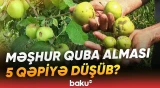 “90 faizi bu gündədir” | Bağlarda yayılan xəstəlik fermerlərin zəhmətini heç etdi - Baku TV