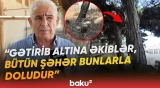 Küləyə "uduzanlar" | Mütəxəssis açıqladı | Paytaxtda ağaclar, əslində, necə əkilməlidir? - Baku TV