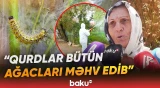 Lənkəranda zərərvericilərin artması sakinlərin narahatlığına səbəb olub - Baku TV