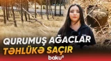 Binəqədidə qurumuş ağaclarla bağlı niyə tədbir görülmür? - Baku TV