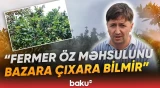 Bağlarda təhlükəli vəziyyət | "Bitkilərdə fəsadlar yaranır" | Fermerlər çıxış yolu axtarırlar