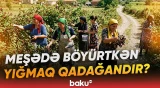 Sosial şəbəkələri coşduran iddia | Böyürtkən yığmaq qadağandır, yoxsa cəriməsi var? - Baku TV