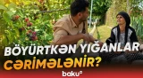 "Dərməsək, heyifdir, xarab olur" | Qurum yayılan xəbərlərə necə reaksiya verdi? - Baku TV