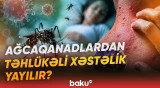 İnsanlar buna görə ölür... | Ağcaqanadların yaydığı xəstəlikdən necə qorunaq? - Baku TV