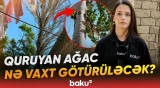 Ağac aşsa, ağır nəticə ola bilər? | Sakinlər tədbir görülməsini istəyir - Baku TV