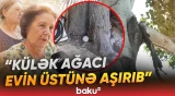 Bakıxanovda təhlükə yaradan ağac niyə hələ də götürülməyib? | Sakinlər şikayətçidir - Baku TV