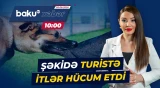 Şəkidə Niderland vətəndaşını itlər ağır yaraladı - Baku TV CANLI