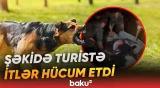 Şəkidə Niderland vətəndaşını itlər ağır yaraladı | DSX məlumat yaydı - Baku TV