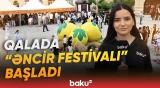 "Əncir Festivalı" görənləri heyran etdi | Əncirin ən dadlı halı Qalada - Baku TV