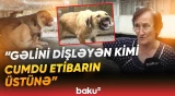 "Çölə çıxa bilmirik!" | Sakinlərin kabusuna çevrilən küçə itləri dəhşət saçır - Baku TV