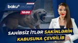 Bu ərazidə sakinləri hər an itlər parçalaya bilər! - Baku TV CANLI