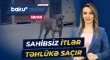 Buzovnada sakinlərin kabusuna çevrilən sahibsiz itlər - Baku TV CANLI