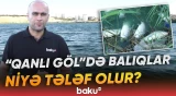 Yasamaldakı su hövzəsində balıqların kütləvi ölümünün səbəbləri nələrdir? - Baku TV