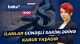 Günəşlidə dəhşət: İlanlar həyətlərə qədər necə gəlib çıxır? - Baku TV CANLI