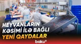 “Qəssab 10 dəfə çox sata bilər?” | Heyvanların kəsimində yenilik | Subsidiya verilsə də... - Baku TV