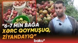 "8 qəpiyə verəcəyik, 2 günə bağı qurtarıram" | Quba bağlarında məhsuldarlıq niyə azalıb? - Baku TV