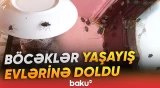 Qəhvəyi mərmər bağacığının kütləvi yayılması sakinləri çətin vəziyyətə salıb - Baku TV