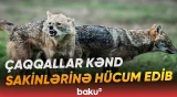 "Anidən üstümə cumdu..." | Xəsarətalan 3 nəfər xəstəxanaya yerləşdirilib - Baku TV