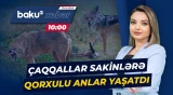 Qusarda insanlar panikada | Çaqqallar kənd sakinlərinə hücum etdi - Baku TV CANLI