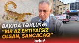 “Gecələr gizləndikləri yerdən çıxıb...” | Əqrəb sancan zaman ilk nələr edilməlidir? - Baku TV