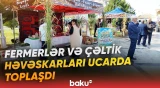 Ucarda ilk dəfə "Çəltik və Aqrar Biznes Festivalı" keçirilir - Baku TV