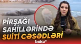 Xəzər suitilərinin kütləvi ölümü ekoloji narahatlıq doğurur - Baku TV