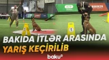 İtlərin təlim bacarıqları, komandaları yerinə yetirməsi nümayiş etdirilib - Baku TV