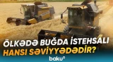 Azərbaycanda buğda istehsalının son göstəriciləri açıqlanıb - Baku TV