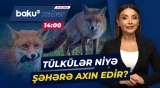 Vətəndaşları təşvişə salan hadisə | Mərkəzi küçələrdə niyə bu qədər tülkü var? - Baku TV CANLI