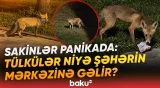 “Ya acdırlar, ya da...” | Tülküləri paytaxt küçələrinə üz tutmağa nə vadar edir? - Baku TV