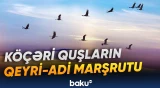 Minlərlə kilometr yol qət etmələrinin sirli səbəbləri aşkarlanıb
