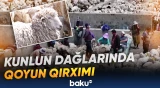 "Bu, heyvanları həm xəstəlikdən qoruyur, həm gəlir gətirir" | Turist