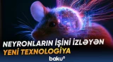 Simsiz mikroskop siçanların beynində neyronların fəaliyyətini qeydə alacaq