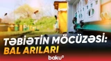 Zəhmətkeş arılar iş başında | Oğuzdan görüntülər
