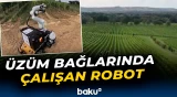 İtaliyada üzüm bağına robot işçi gətirildi