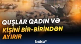 Quşlarla bağlı maraqlı təcrübənin nəticələri açıqlandı