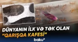 Burada əsas müştərilər insanlar deyil, həm də həşəratlardır