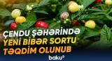 “Müəssisəmizdə hər il 40 milyondan çox bibər şitili yetişdirilir”