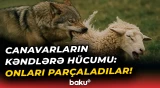 Yırtıcılar bu kəndlərdə hamını qorxuya salıb