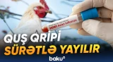 Avstraliyada bu virusa görə ilk kütləvi ölüm qeyd alındı
