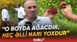 "Soruşan yoxdur ki, satırsınız?" | Nar bağlarındakı xəstəlik səbəbi nədir? - Baku TV