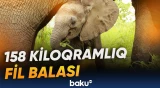 Çinin "Vəhşi fil vadisi"ndə rekord qeydə alındı
