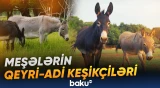 Uzunqulaqlar yanğınlara qarşı necə mübarizə aparır?
